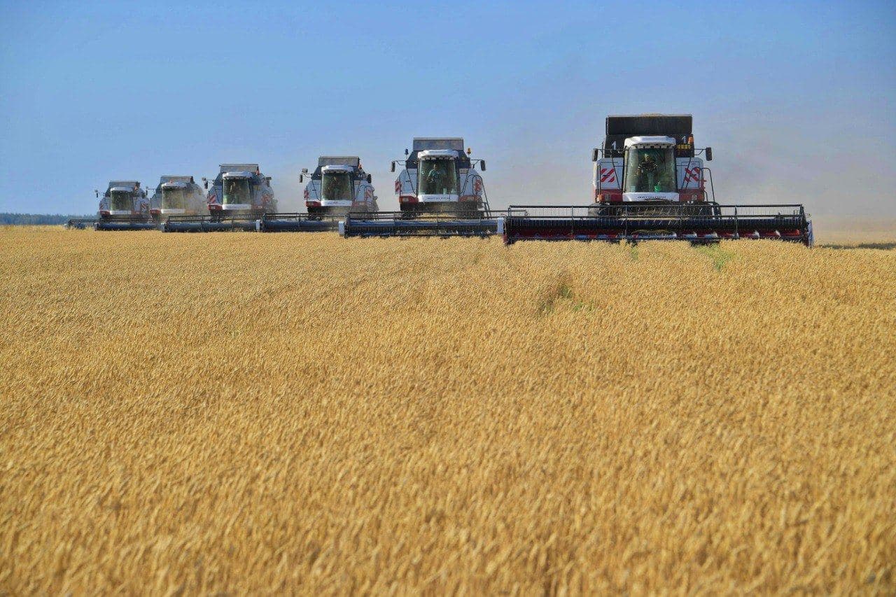 Combine harvesters working in a wheat field